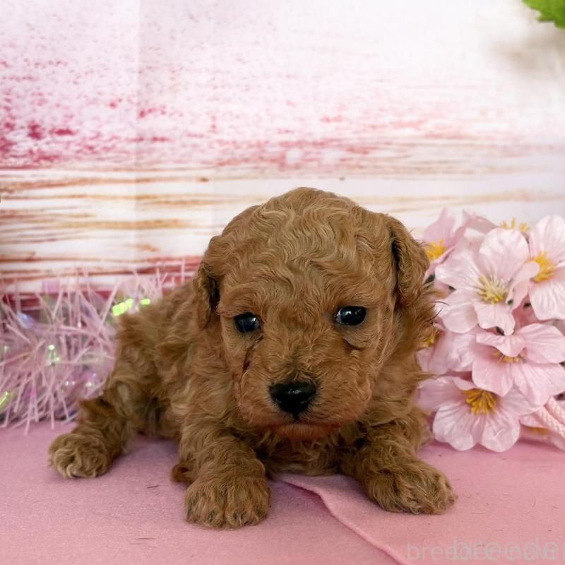 販売中の秋田県のトイプードル-449397の2枚目