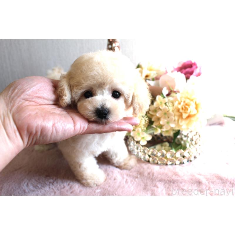 販売中の茨城県のタイニープードル-449399の8枚目