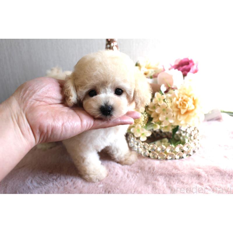 販売中の茨城県のタイニープードル-449399の7枚目