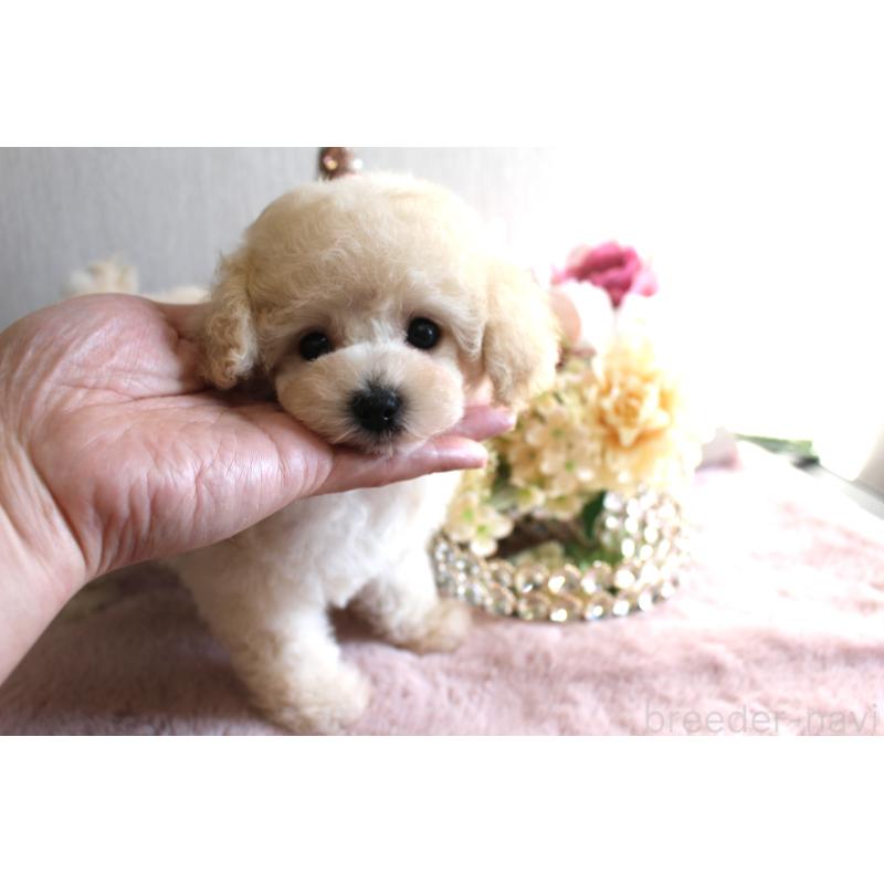 販売中の茨城県のタイニープードル-449399の6枚目