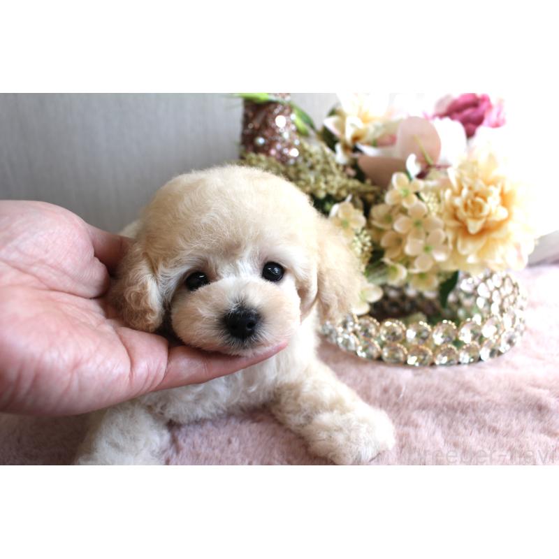 販売中の茨城県のタイニープードル-449399の3枚目