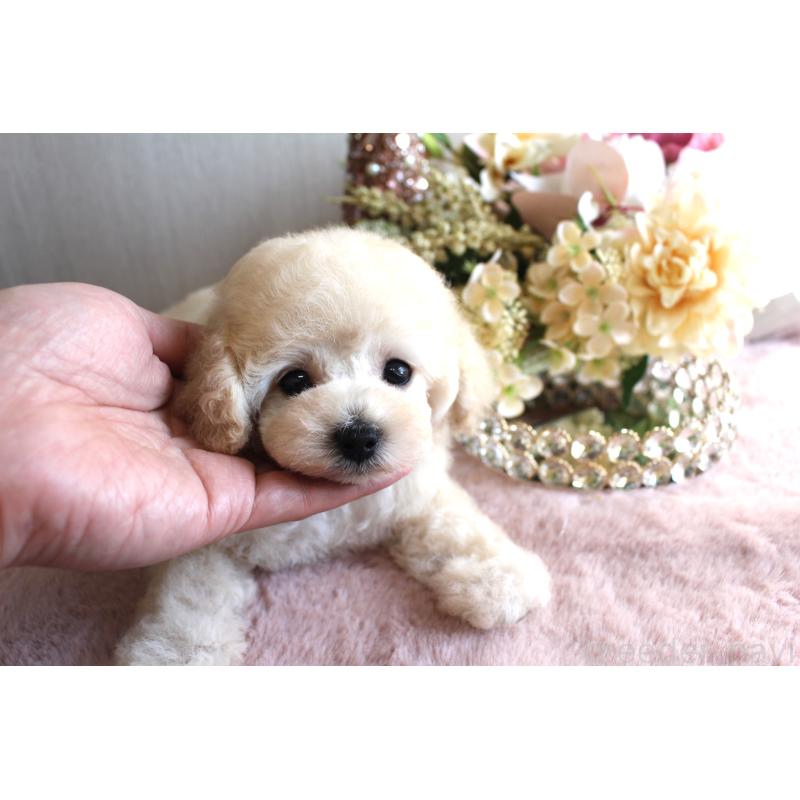 販売中の茨城県のタイニープードル-449399の2枚目