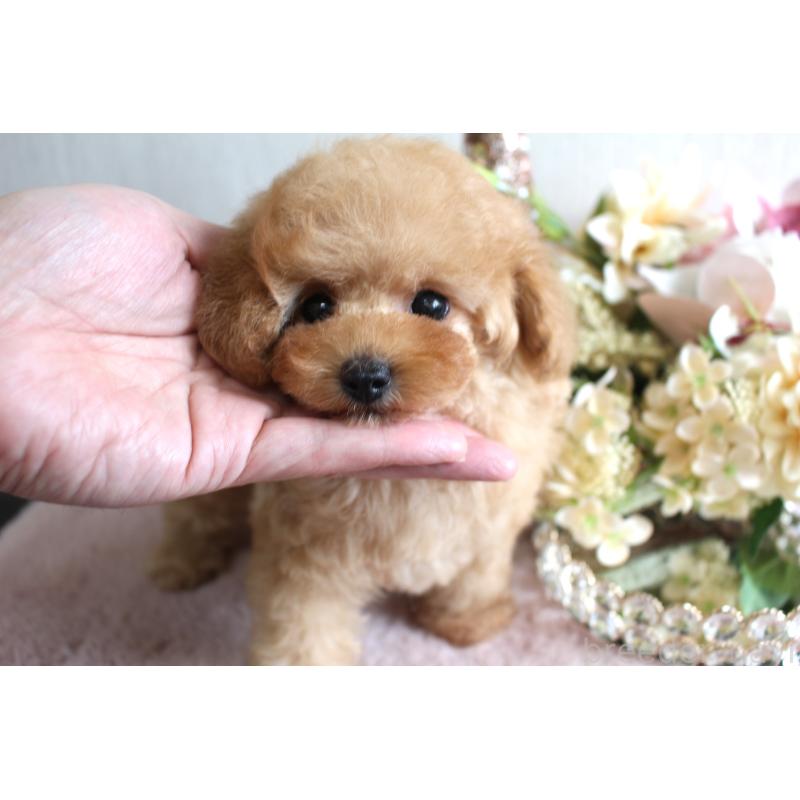 販売中の茨城県のタイニープードル-449400の4枚目