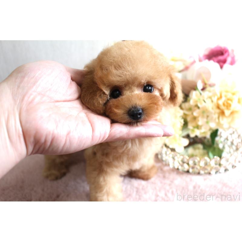 販売中の茨城県のタイニープードル-449400の3枚目