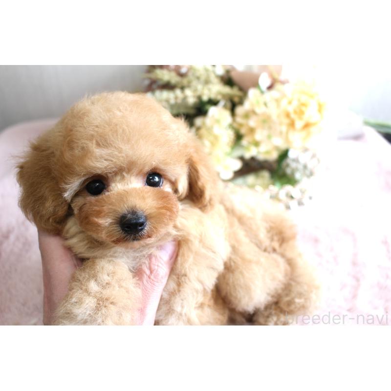 販売中の茨城県のタイニープードル-449400の2枚目