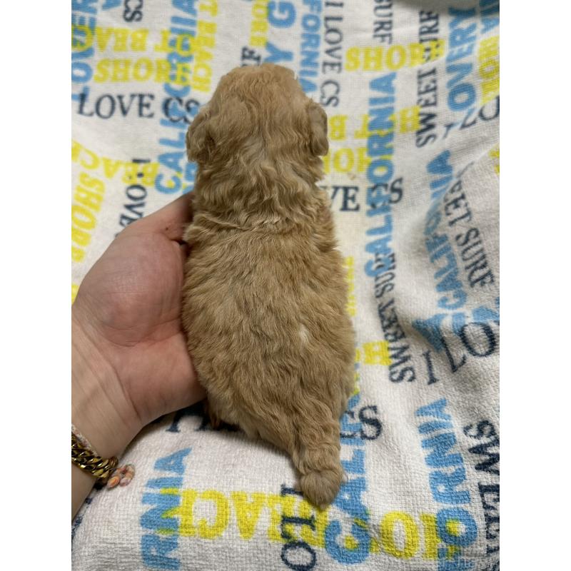 販売中の岡山県のトイプードル-449401の8枚目