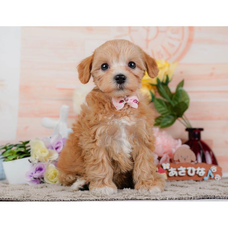 商談中の神奈川県のマルプー:マルチーズ×トイプードル-449742の13枚目