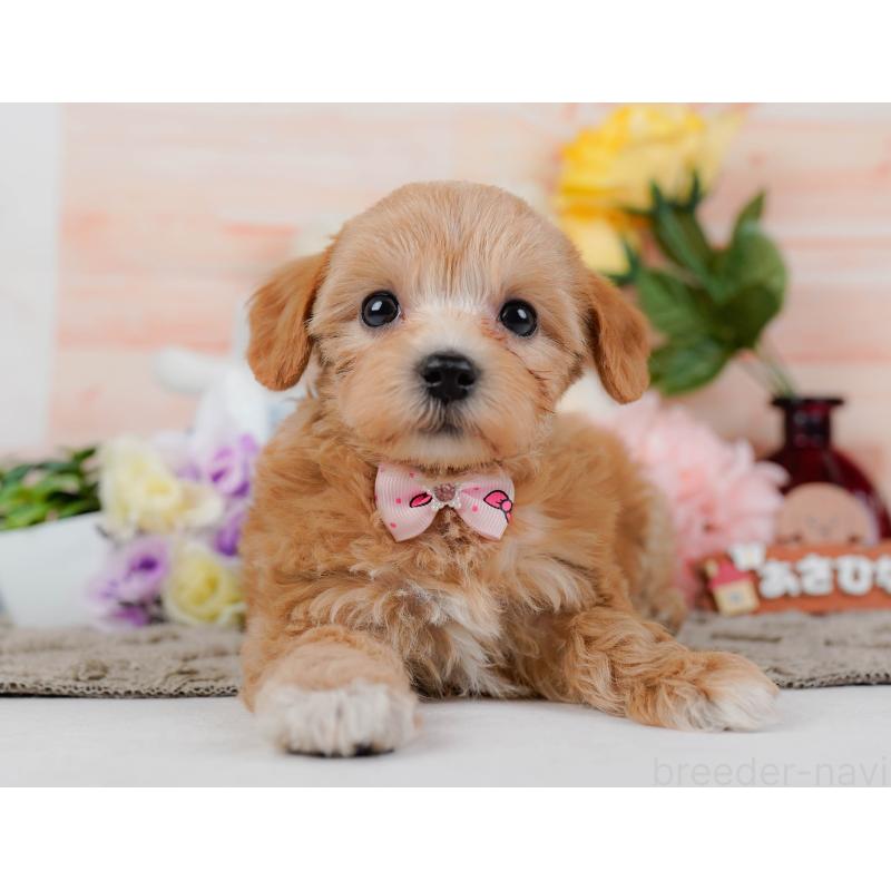 商談中の神奈川県のマルプー:マルチーズ×トイプードル-449742の12枚目