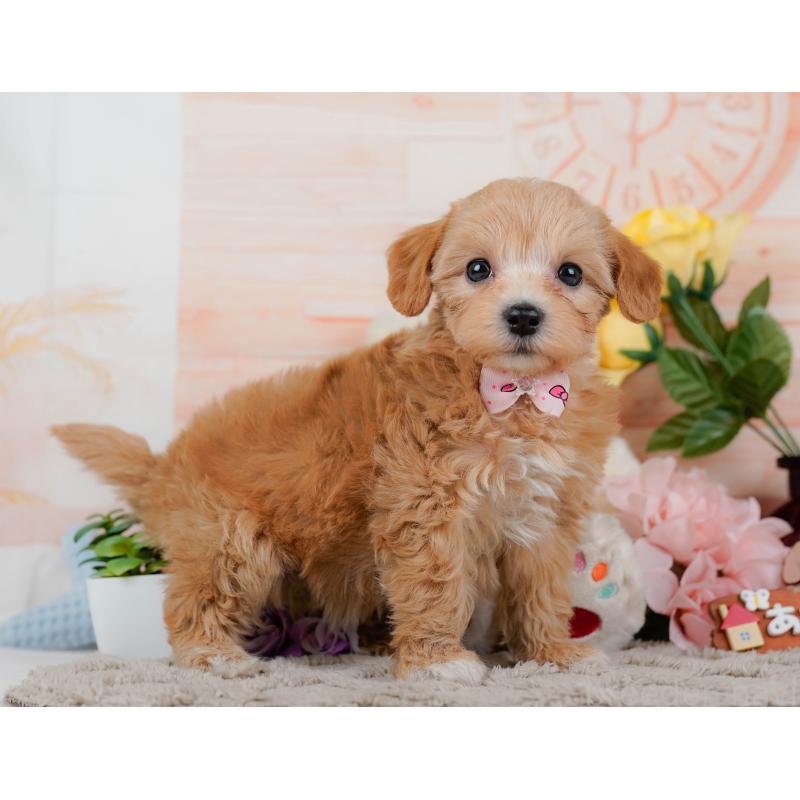 商談中の神奈川県のマルプー:マルチーズ×トイプードル-449742の11枚目