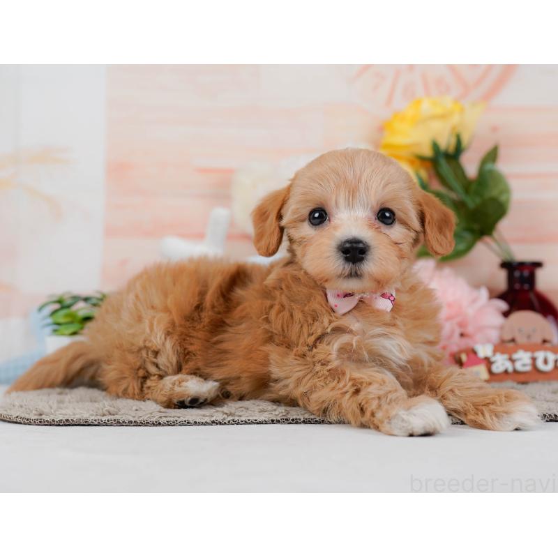 商談中の神奈川県のマルプー:マルチーズ×トイプードル-449742の10枚目