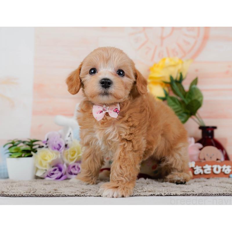 商談中の神奈川県のマルプー:マルチーズ×トイプードル-449742の9枚目