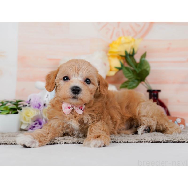 商談中の神奈川県のマルプー:マルチーズ×トイプードル-449742の8枚目