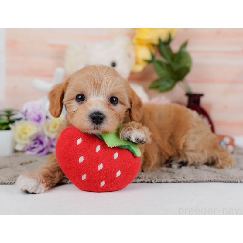 商談中の神奈川県のマルプー:マルチーズ×トイプードル-449742の7枚目