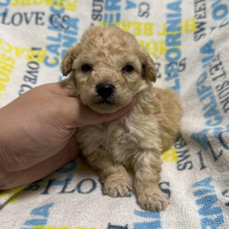 販売中の岡山県のトイプードル-449401の6枚目