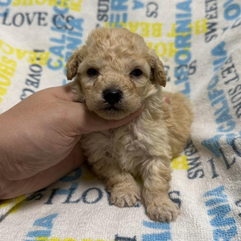 販売中の岡山県のトイプードル-449401の5枚目