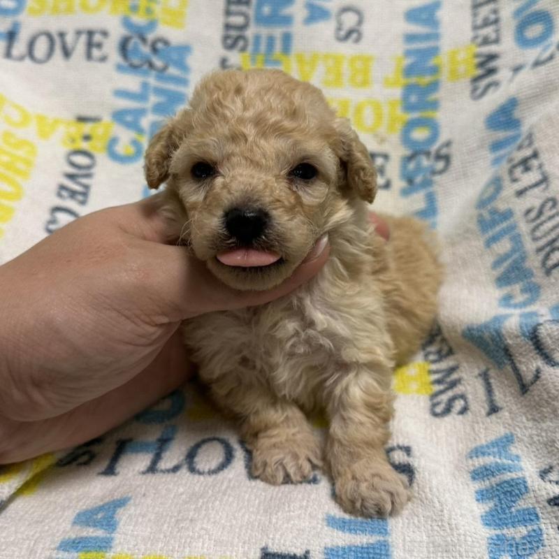 販売中の岡山県のトイプードル-449401の3枚目