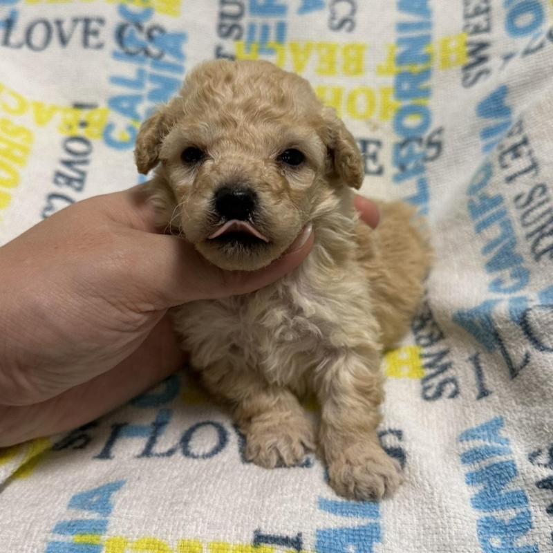 販売中の岡山県のトイプードル-449401の2枚目