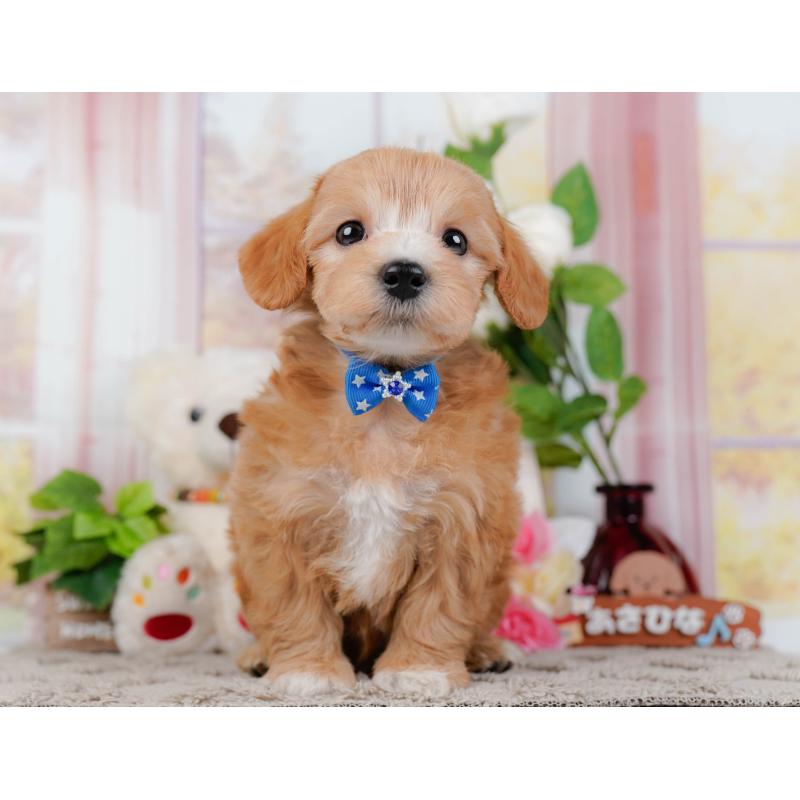 販売中の神奈川県のマルプー:マルチーズ×トイプードル-449732の13枚目