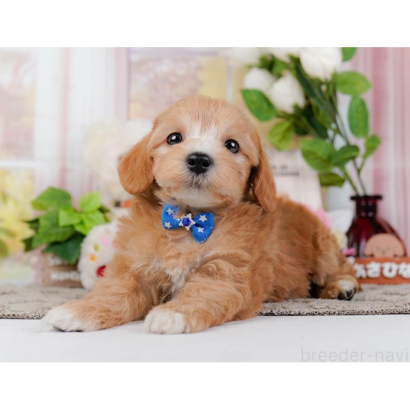 販売中の神奈川県のマルプー:マルチーズ×トイプードル-449732の12枚目