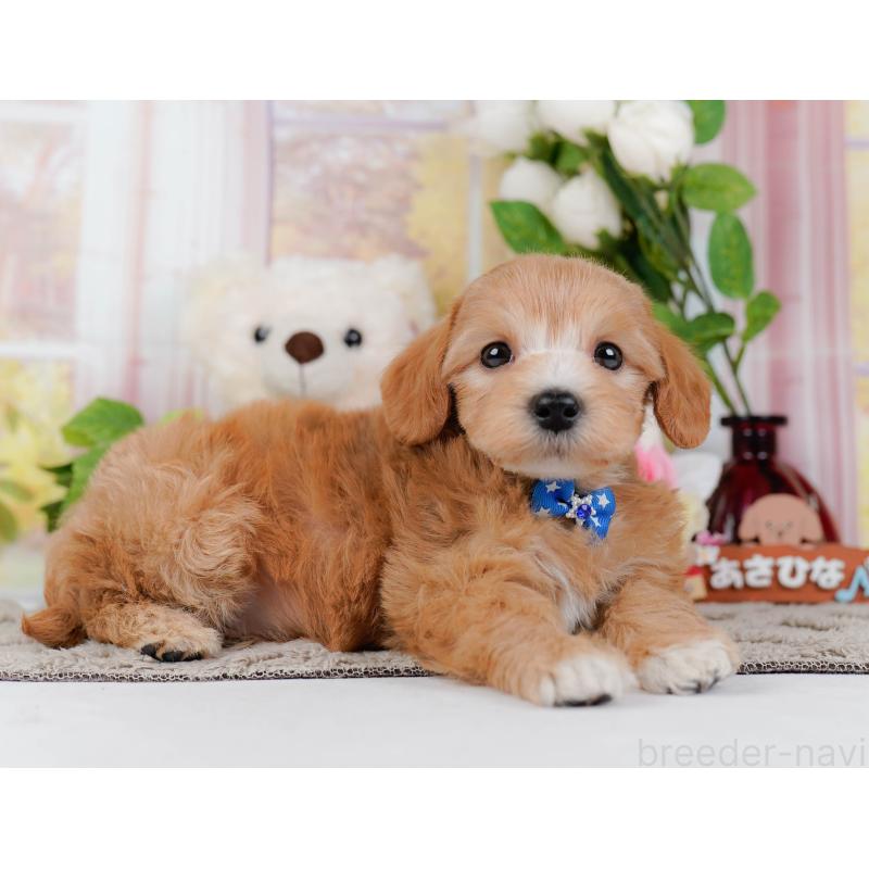 販売中の神奈川県のマルプー:マルチーズ×トイプードル-449732の11枚目