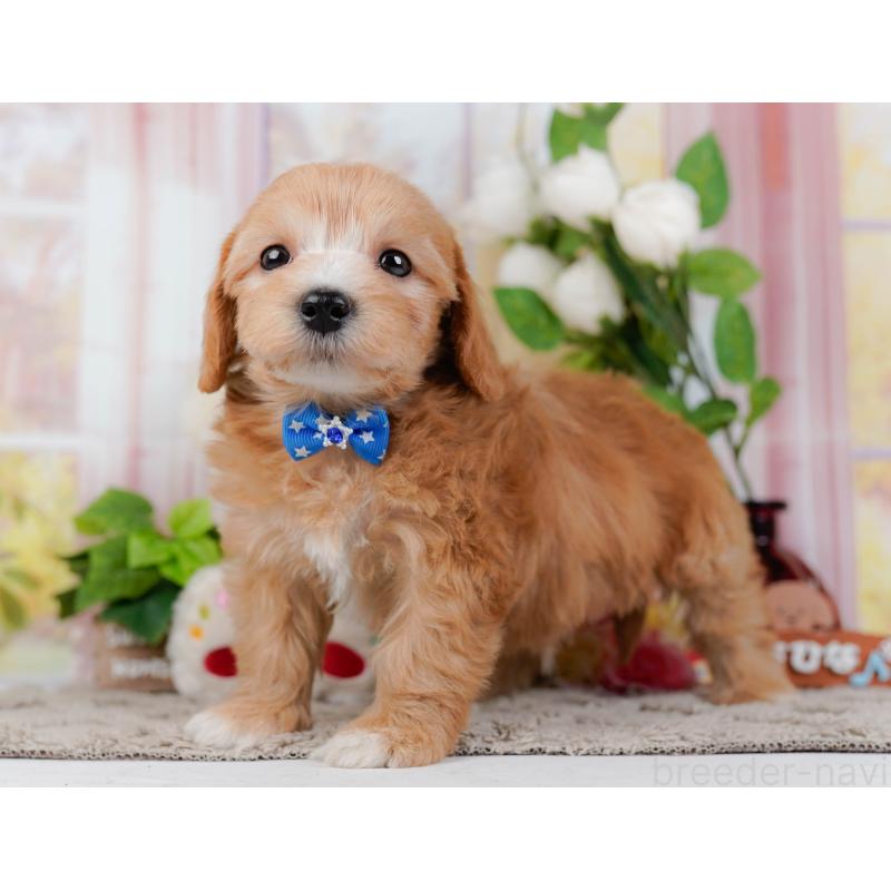 販売中の神奈川県のマルプー:マルチーズ×トイプードル-449732の10枚目