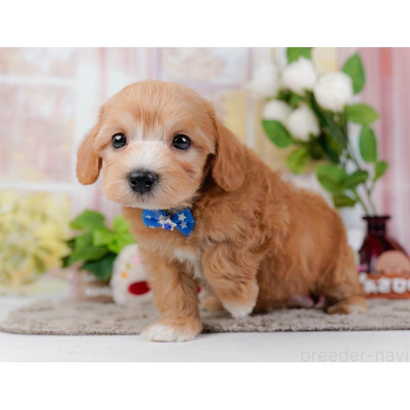 販売中の神奈川県のマルプー:マルチーズ×トイプードル-449732の8枚目