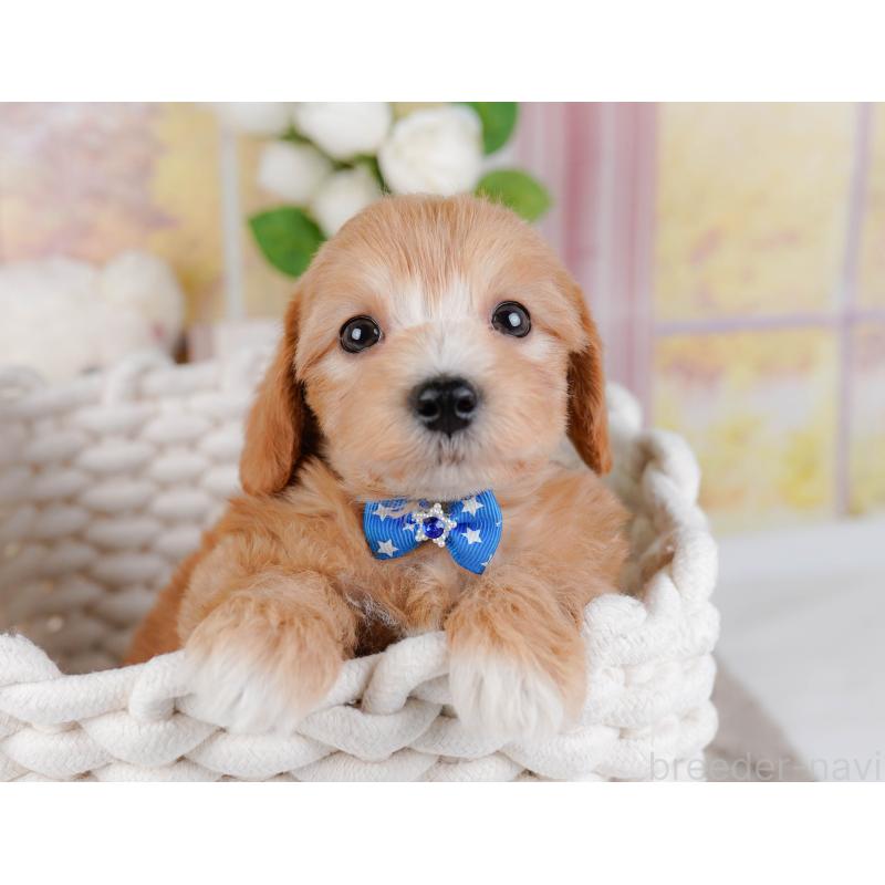 販売中の神奈川県のマルプー:マルチーズ×トイプードル-449732の7枚目