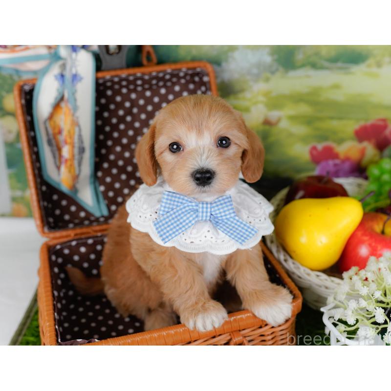 販売中の神奈川県のマルプー:マルチーズ×トイプードル-449732の6枚目