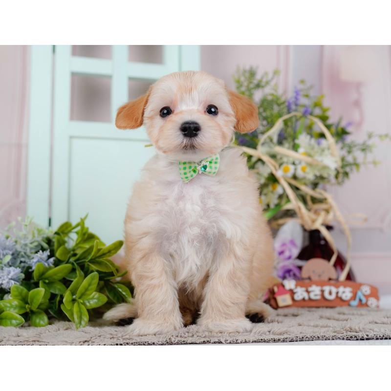 販売中の神奈川県のマルプー:マルチーズ×トイプードル-449734の13枚目