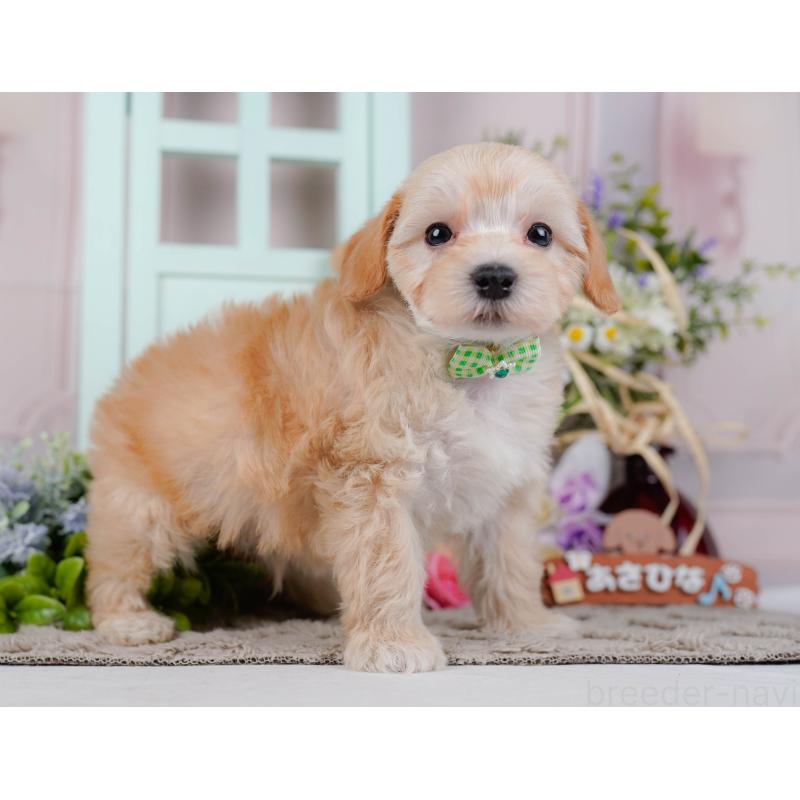 販売中の神奈川県のマルプー:マルチーズ×トイプードル-449734の12枚目