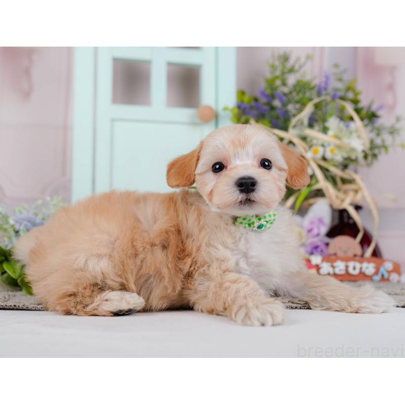 販売中の神奈川県のマルプー:マルチーズ×トイプードル-449734の11枚目