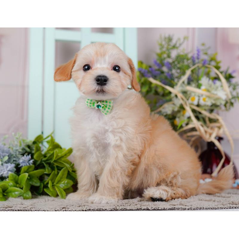 販売中の神奈川県のマルプー:マルチーズ×トイプードル-449734の10枚目