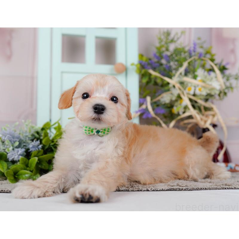 販売中の神奈川県のマルプー:マルチーズ×トイプードル-449734の9枚目