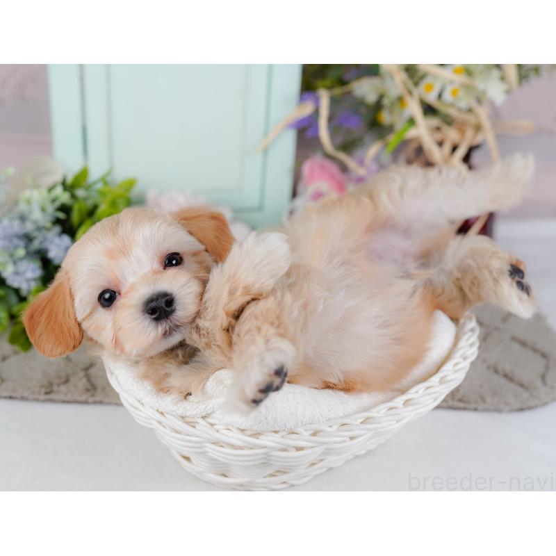 販売中の神奈川県のマルプー:マルチーズ×トイプードル-449734の8枚目