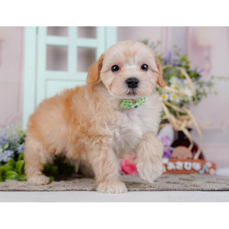 販売中の神奈川県のマルプー:マルチーズ×トイプードル-449734の7枚目