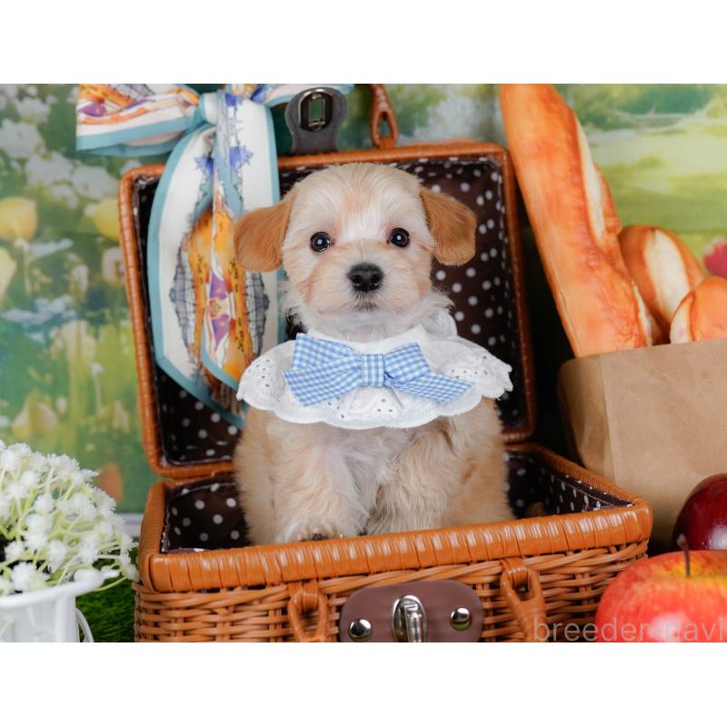 販売中の神奈川県のマルプー:マルチーズ×トイプードル-449734の6枚目