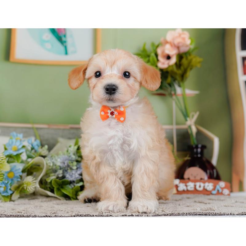 販売中の神奈川県のマルプー:マルチーズ×トイプードル-449736の13枚目