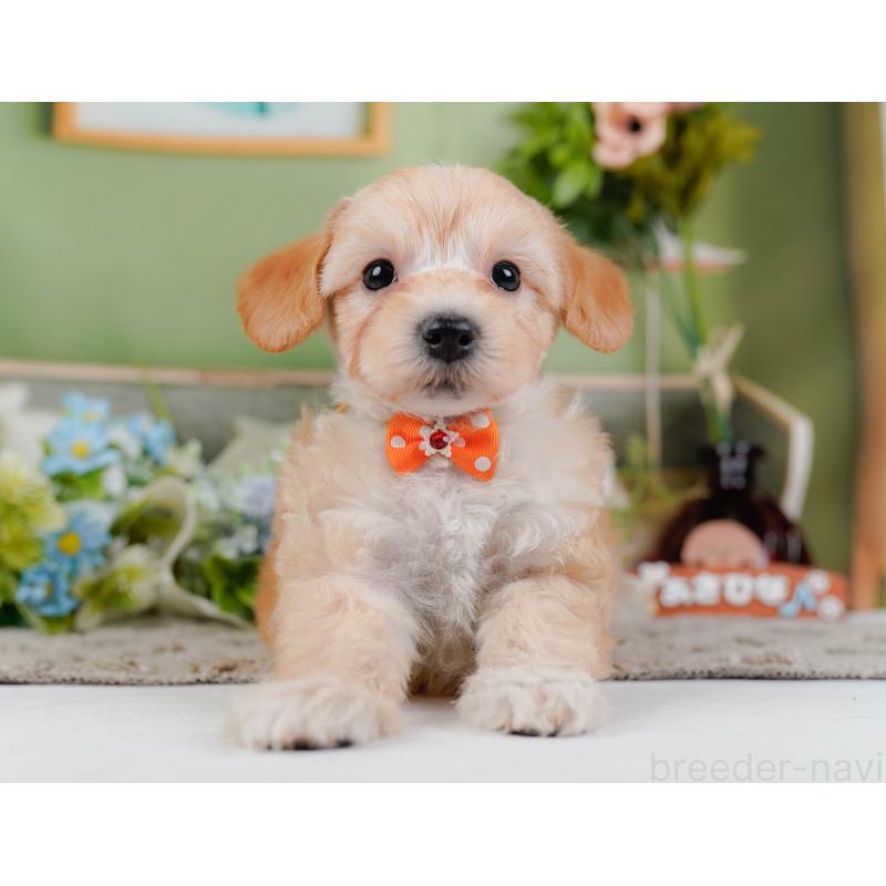 販売中の神奈川県のマルプー:マルチーズ×トイプードル-449736の12枚目