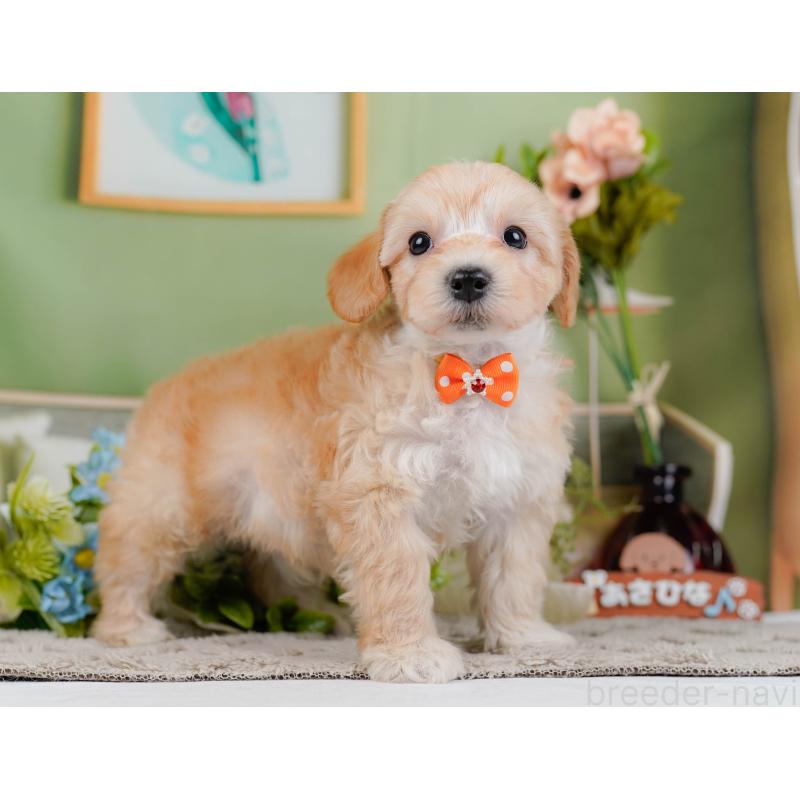 販売中の神奈川県のマルプー:マルチーズ×トイプードル-449736の11枚目