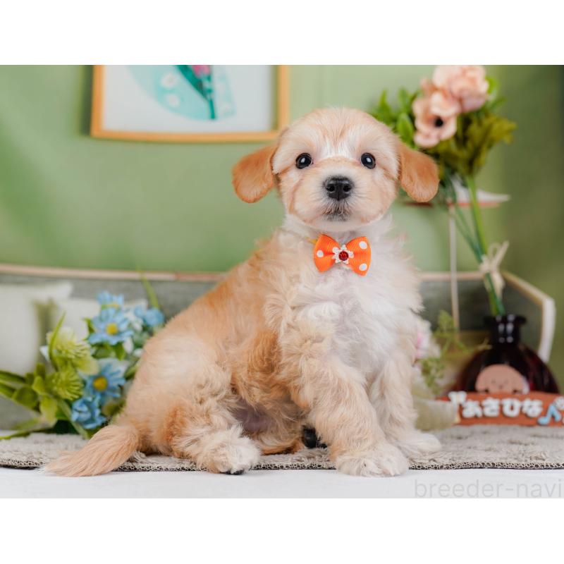 販売中の神奈川県のマルプー:マルチーズ×トイプードル-449736の10枚目