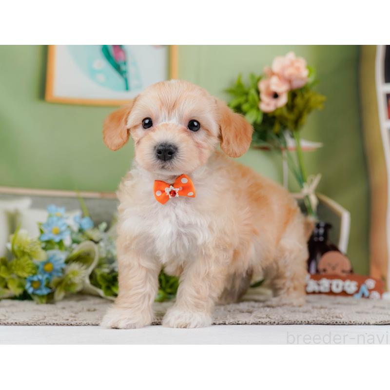 販売中の神奈川県のマルプー:マルチーズ×トイプードル-449736の8枚目