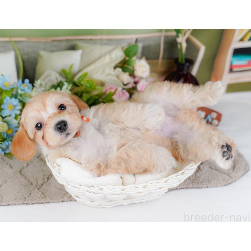 販売中の神奈川県のマルプー:マルチーズ×トイプードル-449736の7枚目