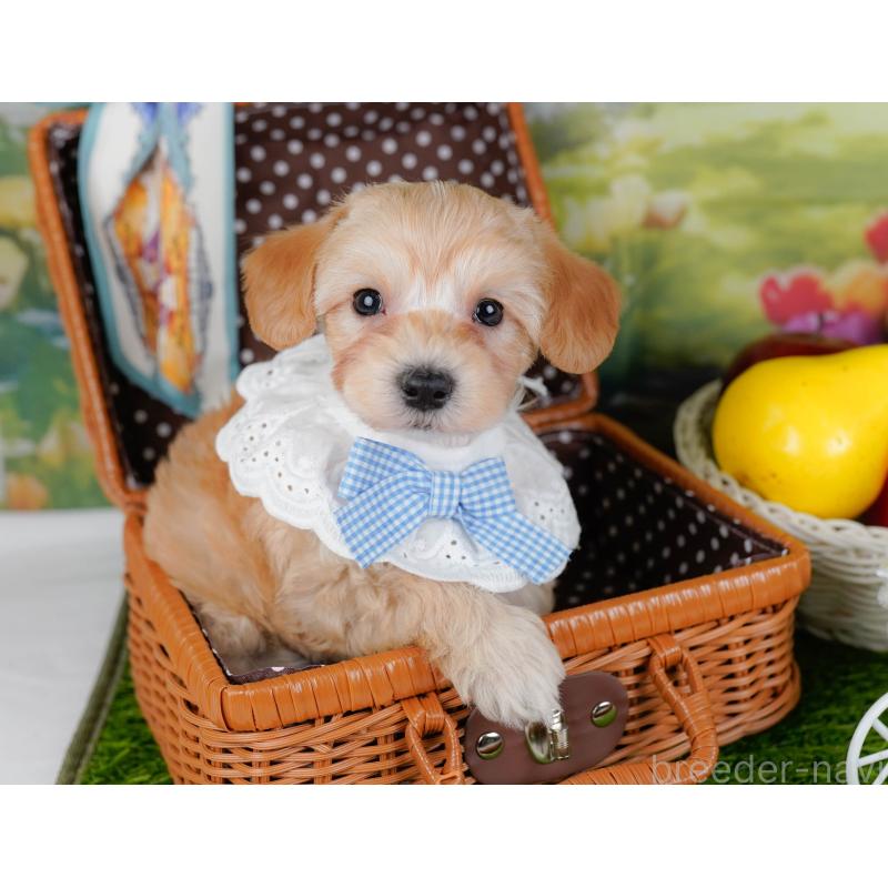 販売中の神奈川県のマルプー:マルチーズ×トイプードル-449736の6枚目