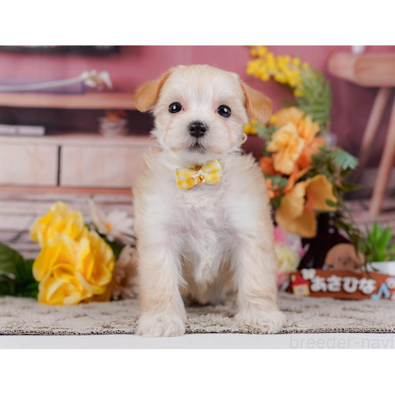 販売中の神奈川県のマルプー:マルチーズ×トイプードル-449737の13枚目