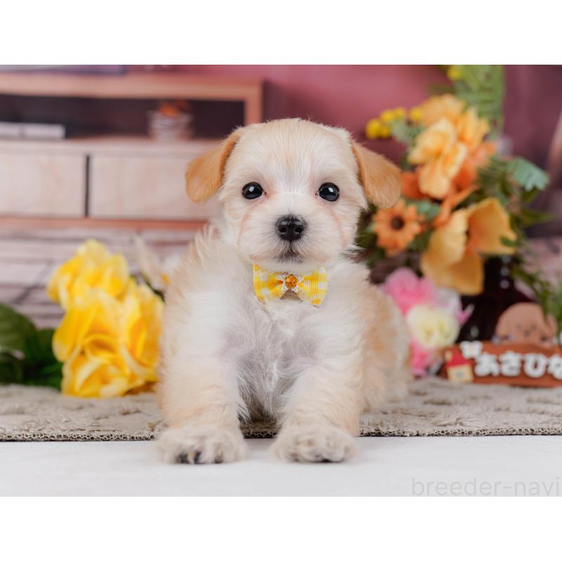 販売中の神奈川県のマルプー:マルチーズ×トイプードル-449737の12枚目