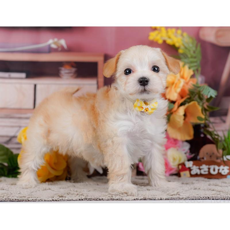 販売中の神奈川県のマルプー:マルチーズ×トイプードル-449737の11枚目