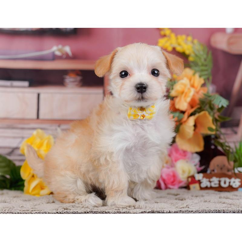 販売中の神奈川県のマルプー:マルチーズ×トイプードル-449737の10枚目