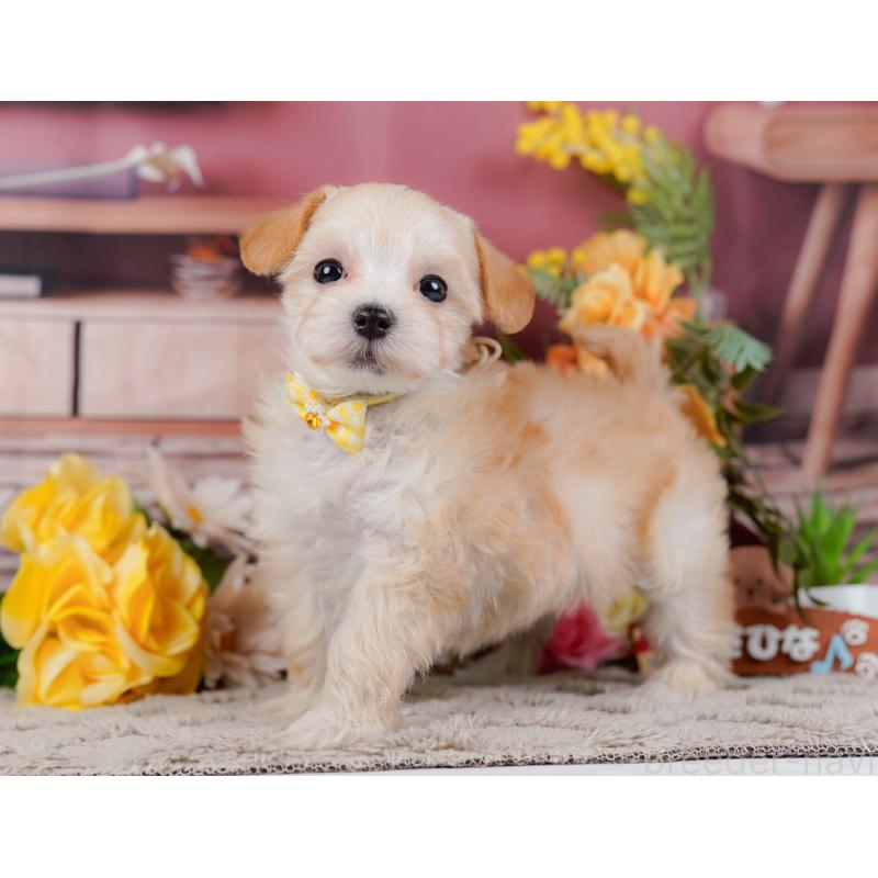 販売中の神奈川県のマルプー:マルチーズ×トイプードル-449737の9枚目