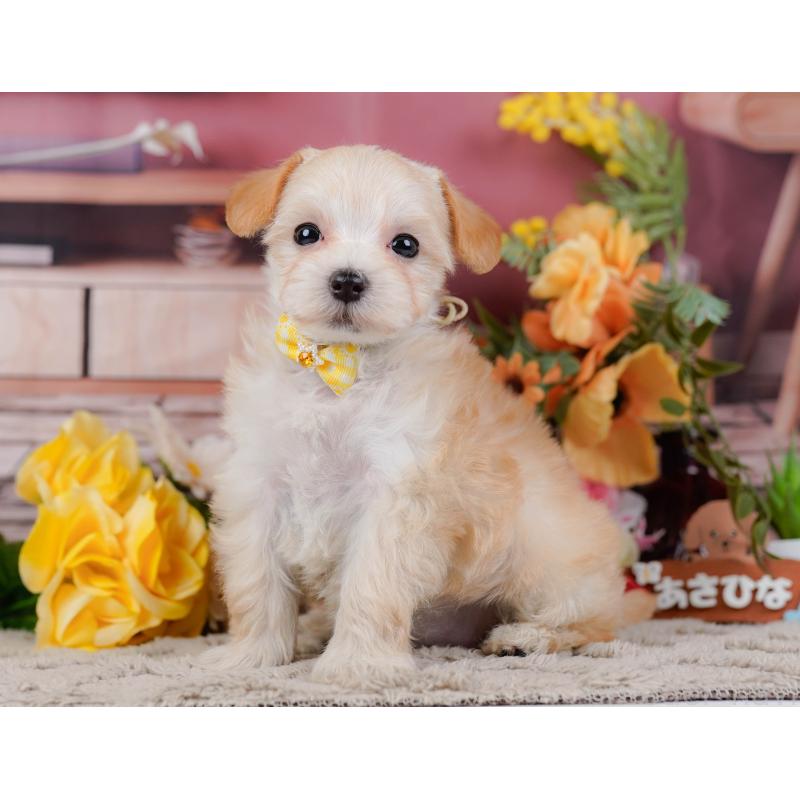 販売中の神奈川県のマルプー:マルチーズ×トイプードル-449737の8枚目