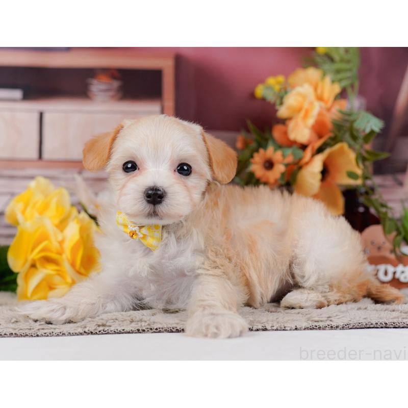 販売中の神奈川県のマルプー:マルチーズ×トイプードル-449737の7枚目